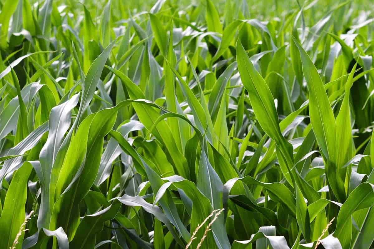 Forage Crops